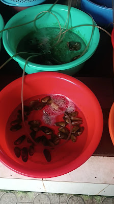 Ảnh chờ bản quyền — CÁT BIỂN QUÁN ( SÁU NHỌN )